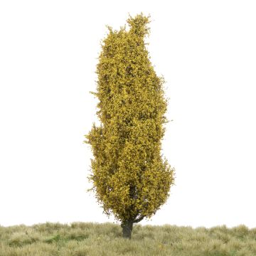 Silhouette Pyramidenpappel - Spätherbst - 0 (< ca. 8cm) (213-64)