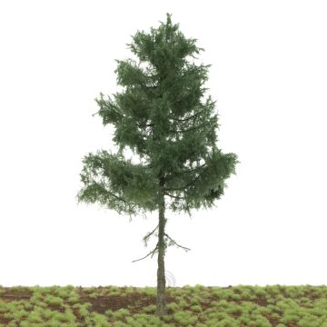 Silhouette Tanne halb Hochstamm - Sommer - 20-24cm (276-000-0)