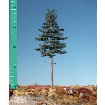 Silhouette Tanne Hochstamm - Sommer - 1 (ca. 10-13cm) - N / Z (177-12)