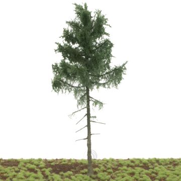 Silhouette Tanne Hochstamm - Sommer - 25-29cm (275-000-1)