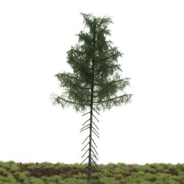 Silhouette Tanne Hochstamm - Sommer - 17-22cm (277-52)