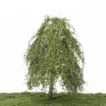 Silhouette Trauerweide - Sommer - 0 (< ca. 8cm) (240-62)