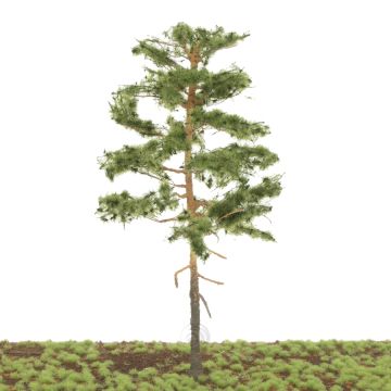 Silhouette Waldkiefer - Sommer - 25-29cm (270-000-1)