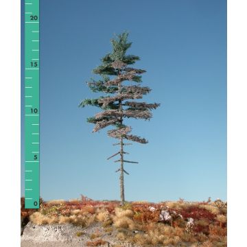 Silhouette Wettertanne Hochstamm - Sommer - 1 (ca. 10-13cm) (177-16)