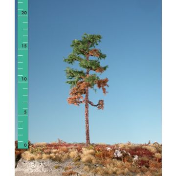 Silhouette Wetterwaldkiefer - Sommer - 0 (< ca. 8cm) (270-06)