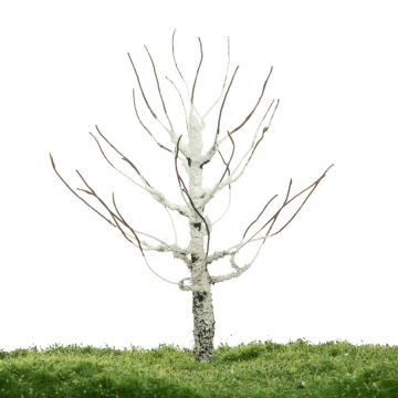 Unique Moorbrike - Baumrohling - 12-16cm (81-0210-01)
